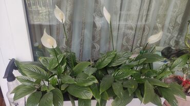 комнатные цветы в бишкеке: Комнатные цветы. миниклумба на подоконнике спатифиллум цветет в белом