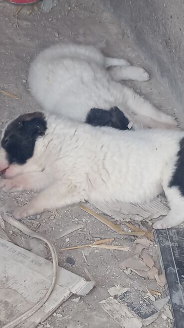 samoyed balasi satilir: Qurdbasar, 1 ay, Erkek