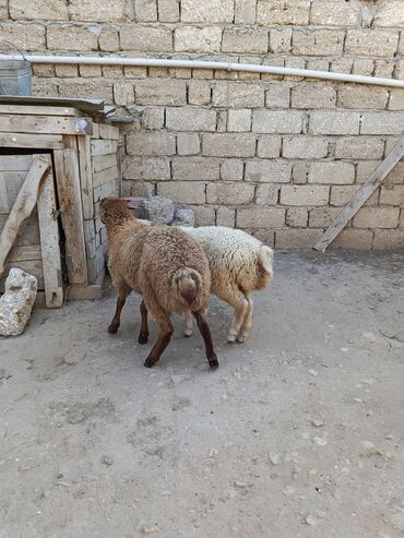 qoyun quzu nece yazilir: Quzu, Erkək, ay: 2, Damazlıq, Ətlik, Ünvandan götürmə