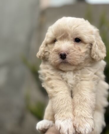 İtlər: Cins: POODLE Kiçik ölçülü, açıq krem rəngli, sıx qıvrım tüklü it — 2