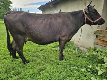 продаю бык: Продаю | Корова (самка) | Алатауская | Для разведения, Для молока | Стельные