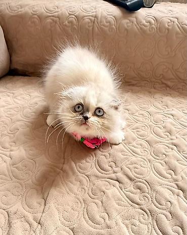 Pişiklər: Fars — 17