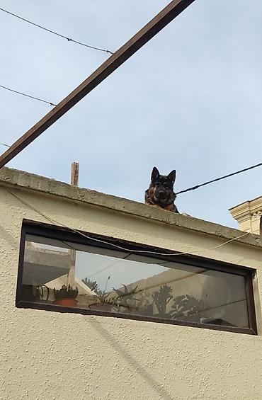 coban itleri: Alman çoban iti, 3 il, Dişi, Ödənişli çatdırılma — 4
