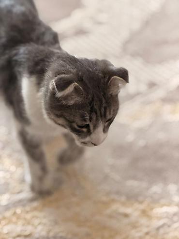 Продажа кошек: Кот вислоухий — 2
