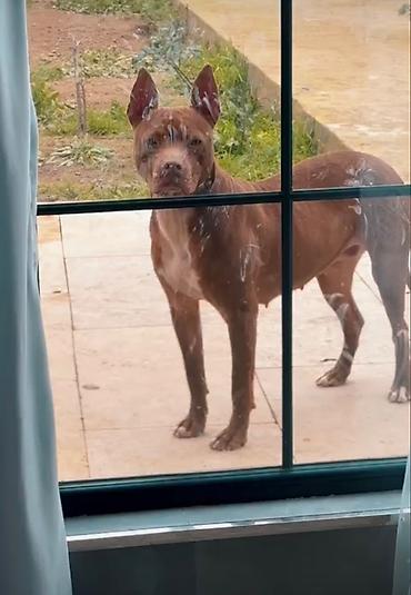 dişi pitbul: Pitbul, 11 ay, Dişi, Ünvandan götürmə — 1