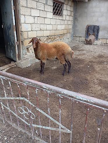 qusar heyvan satışı: 7 aylıq erkey — 2