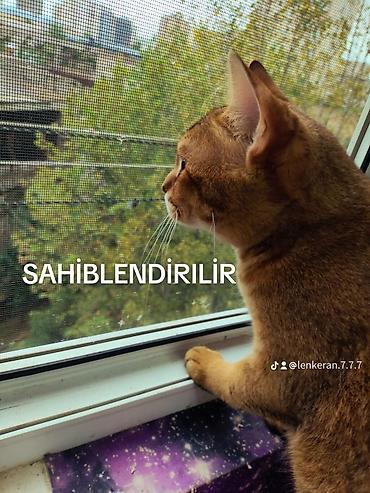 Pişiklər: Yaxşı əllərə — 11