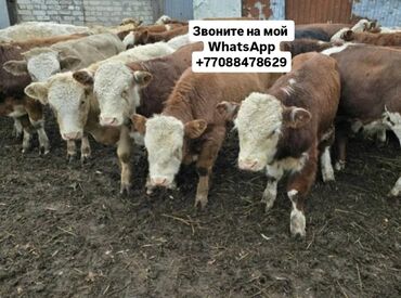 корова беловодский: Продаю | Корова (самка), Бык (самец), Тёлка | Ангус, Герефорд, Голштин | На откорм, На забой, Для разведения | Племенные, Осеменитель, После отела