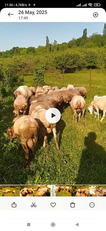 heyvanlara verilen adlar: Heyet heyvani secmedi .23 bas .
370 manat