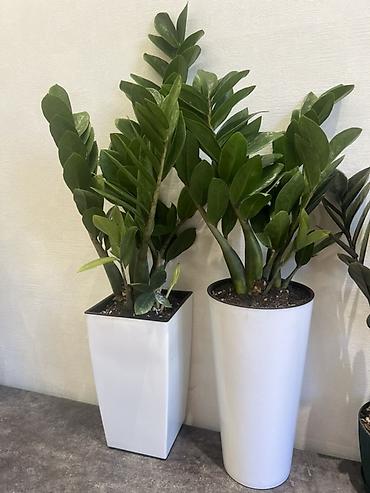 зензи: Зензи(Zamioculcas zamiifolia), сорт с утолщёнными побегами и плотными — 9