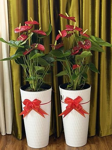Комнатные растения: Антуриум (Anthurium) – эффектные комнатные растения с крупными — 2