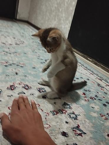 Британская короткошёрстная, 3 месяца, Девочка, Золотая шиншилла, Приучена к лотку, Проглистована at lalafo.kg — 3 Британская короткошёрстная, 3 месяца, Девочка, Золотая шиншилла, Приучена к лотку, Проглистована — 3