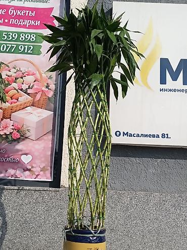 Другие комнатные растения: ПРОДАЮ КОМНАТНЫЕ РАСТЕНИЯ! 🌱 Бамбук — 3000 сом 🌳 Бонсай — 4100 сом 🌳 — 23