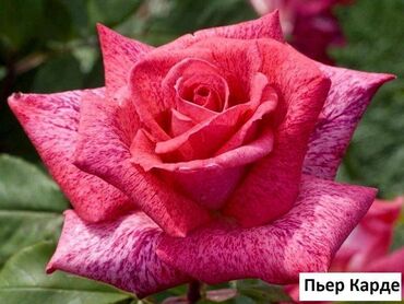 Садовые цветы и кустарники: Саженцы цветка: Розы, Самовывоз, Бесплатная доставка — 25