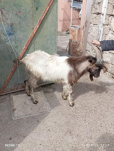 keci heyvan: Məhsul: Qoyun-keçi təsərrüfatı üçün keçilər Təsvir: - Şəkillərdə uzun — 7
