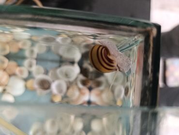 Аквариумы: Аквариумные улитки «Спикси“» - Вид: пресноводные улитки спикси с — 2