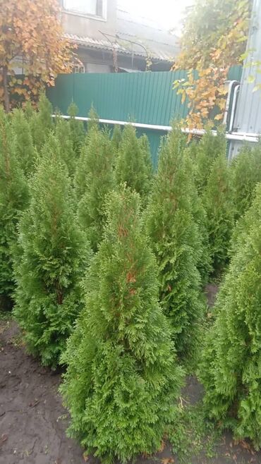 саженцы живой изгороди купить: Туя западная (сорт Смарагд) — плотные конические кусты для живой