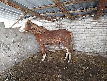 Лошади, кони: Продаю | Жеребенок | Для разведения — 3