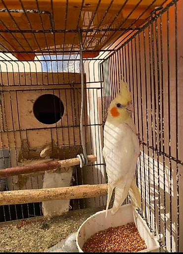 Попугаи: Dışı korella sağlam korellardi saglamligna cavbdehem cute olmayıb 6 — 2