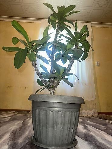 товар цены: 🪴 Комнатные растения по доступным ценам! 🌿 Цены — от 200 до 800 сом — 6