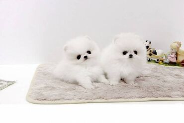 We have very healthy Pomeranian puppies available for adoption. The