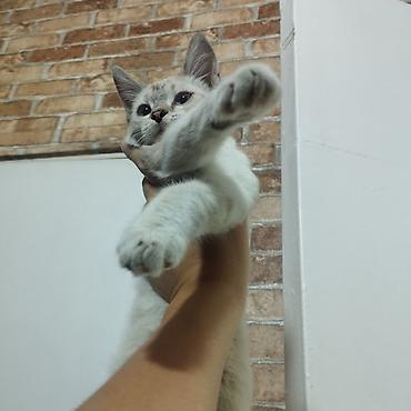 Мышыктар: 3 айлык, Эркек — 1