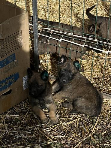 Продажа собак: Щенки Бельгийский овчарки - Порода по типу — короткошёрстные — 9