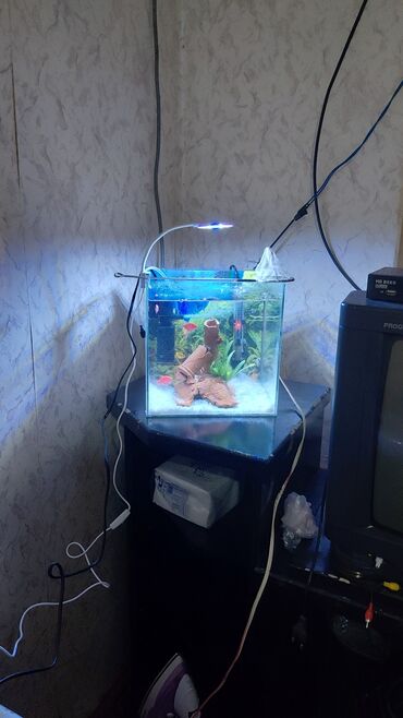 Akvariumlar: Dördbucaq akvarium, Balıqlarla birlikdə, 30 l