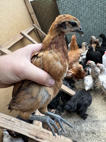 Птицы: Продаю оптом 125 штук цыплят.Возраст от начало марта до конца апреля