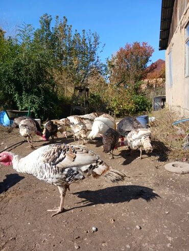 сколько стоит перепелиное яйцо: Продаю две домашние Индюшки - НЕ БРОЙЛЕР. Молодые 10 месяцев