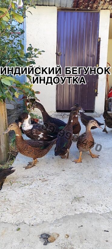 на ферме есть куры козлы и коровы: Продаю селезней утки Индийский бегунок! Можно смешивать с другой