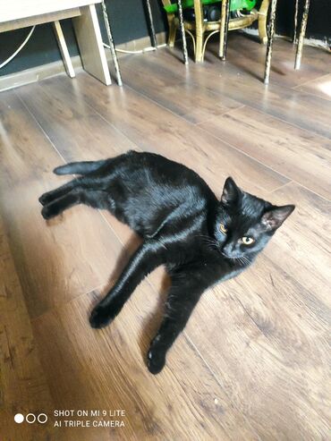 Pişiklər: Erkək, Cütləşmə üçün — 10