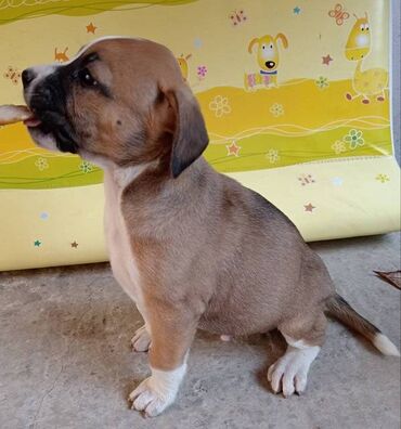 Psi: Na prodaju štenci Američkog staforda,oštenjeni 24.januara,očišćeni od na lalafo.rs — 5 Psi: Na prodaju štenci Američkog staforda,oštenjeni 24.januara,očišćeni od — 5