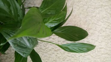 Sobne biljke: Spathiphyllum, lepa, kvalitetna biljka
