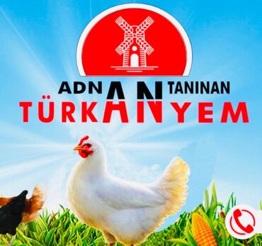 Коровы, быки: Salam Cücə yeminin satişi zakzlada çatdırılma var Sumqayıt daxili