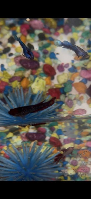 Рыбы: Бойцовые рыбки (Betta splendens) — разноцветные самцы и самки — 4