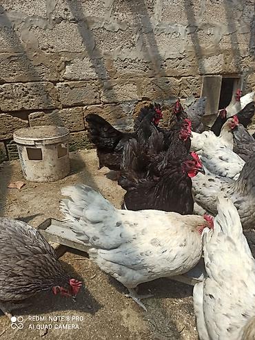 satılan atlar: Toyuq, Australorp, Damazlıq, Ödənişli çatdırılma, Ünvandan götürmə — 1