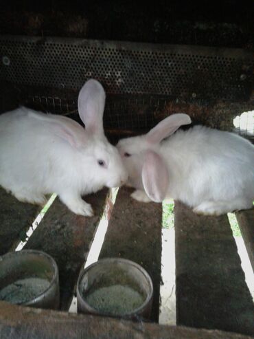 маленькие кролики: Кроликки.1мес.4мес.2год.1.5год