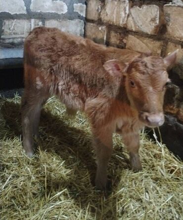 Dana, buzov: Sağlam Erkek ve Dişi Buzovlar — 10