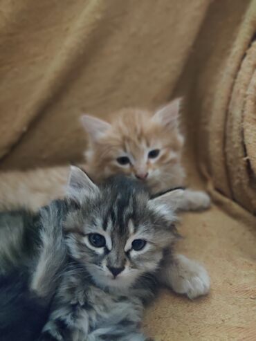 продажа породистых кошек: Котята домашние, пушистые, разного окраса: - дымчато-серые тигровые с