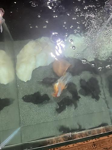 akvarium balıq novləri: Oranda, Sülhsevər, Ünvandan götürmə — 4