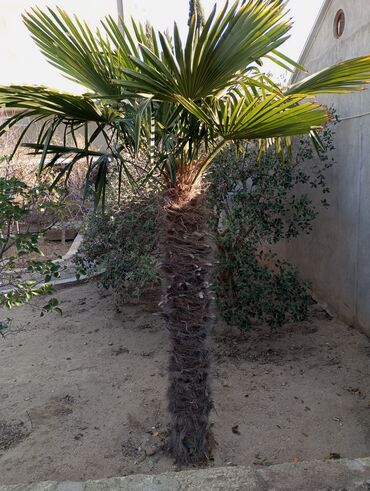 tuya ağacı: Palma ağacları 3 növ. Finik 5-illik