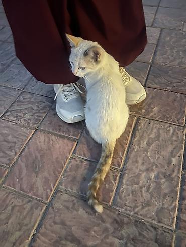 Находка и пропажа кошек: Котенок ищет дом — 1