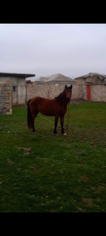 Животные: Самка, Qarabag, лет: 3, Самовывоз