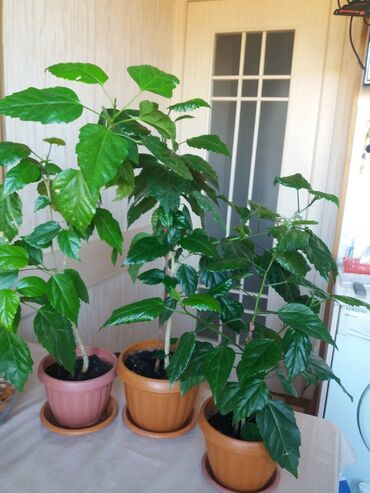 где купить цветы оптом дешево: Вот такие красавицы розы китайские
по 350сом