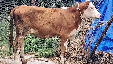 sud veren inek satilir: Beş aylıq təmiz qan smental düyə satılır — 1