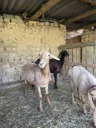 уй са: Продаю | Овца (самка), Ягненок, Баран (самец) | Арашан | На забой, Для разведения
