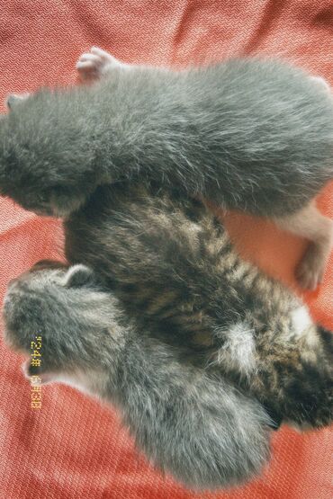 Коты: Смешивание табби и шартреза с белой грудкой 😍 Это первое потомство