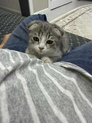 Котёнок шотландской вислоухой породы (Scottish Fold) - Окрас: серый с