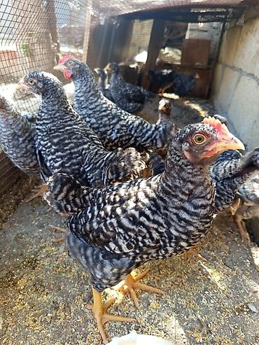 brama cuceler: Tam cins Xarkov cücələri satlır tam sağlamdır — 1